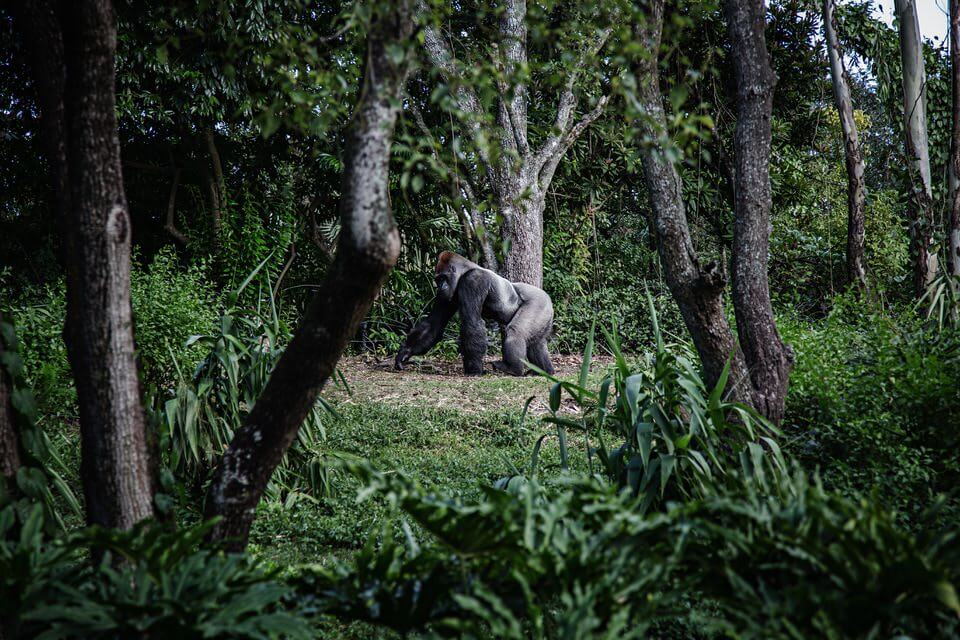 Gorillas in Uganda