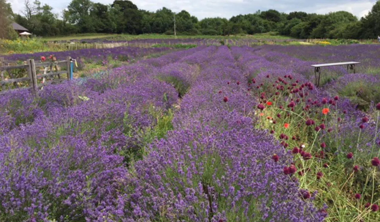 Lavender Farm in the New Forest
