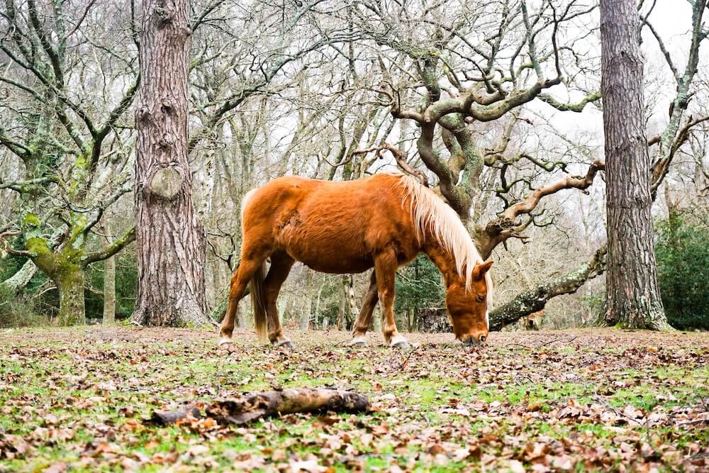 Top 45 Unique Things to Do in the New Forest
