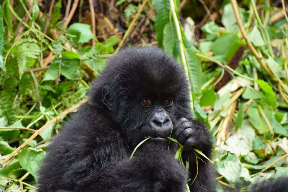 Rwanda gorillas