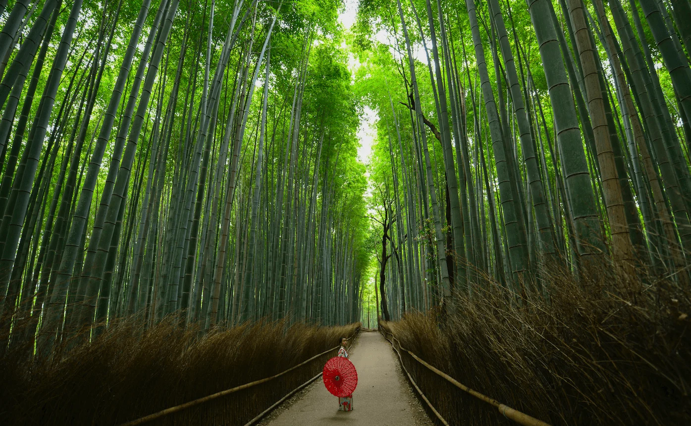 Kyoto trees
