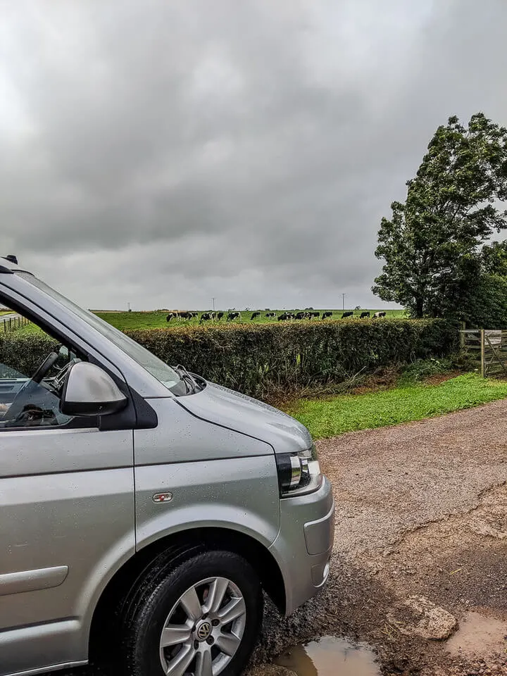 cows and cars in somerset