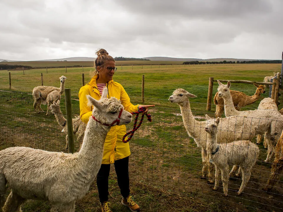 walking an alpaca isle of wight