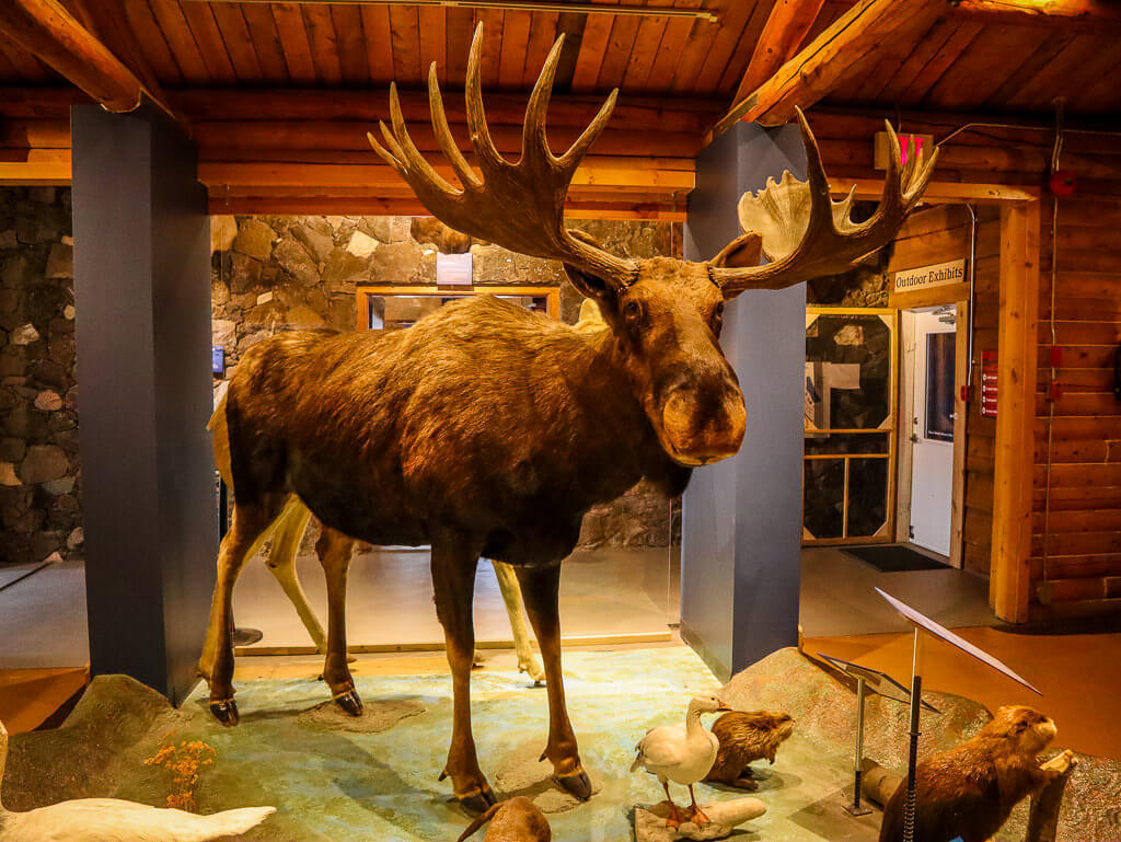 29 Coolest Things to Do in Whitehorse, Yukon, Canada