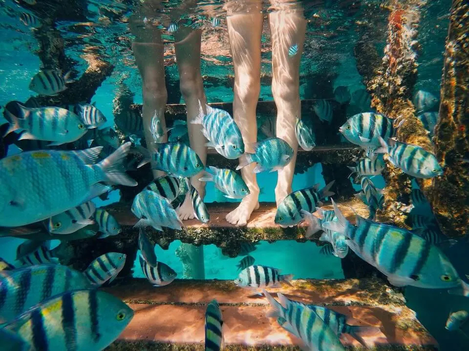 Underwater picture of fish