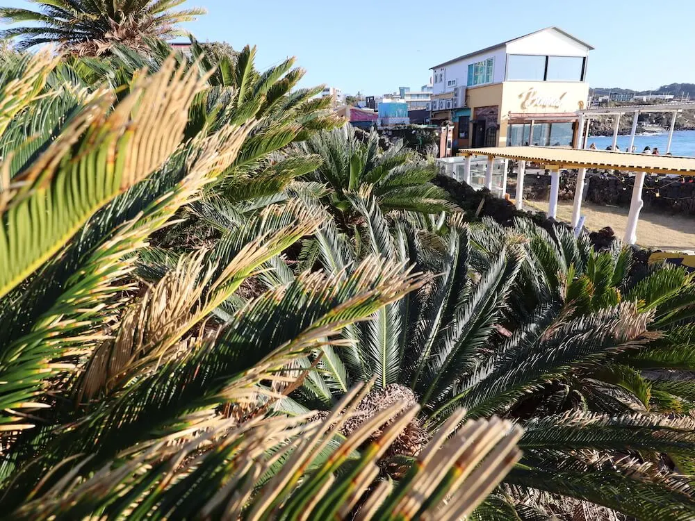 cafés Jeju Island