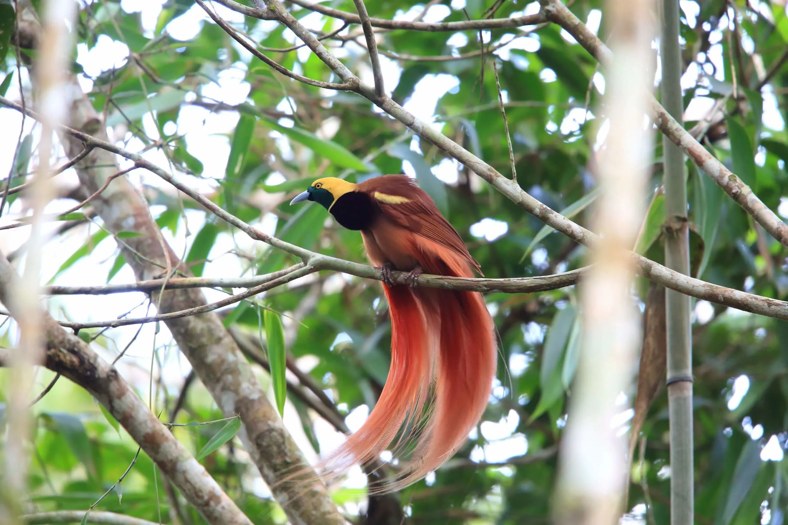Bird of paradise Papua New Guinea