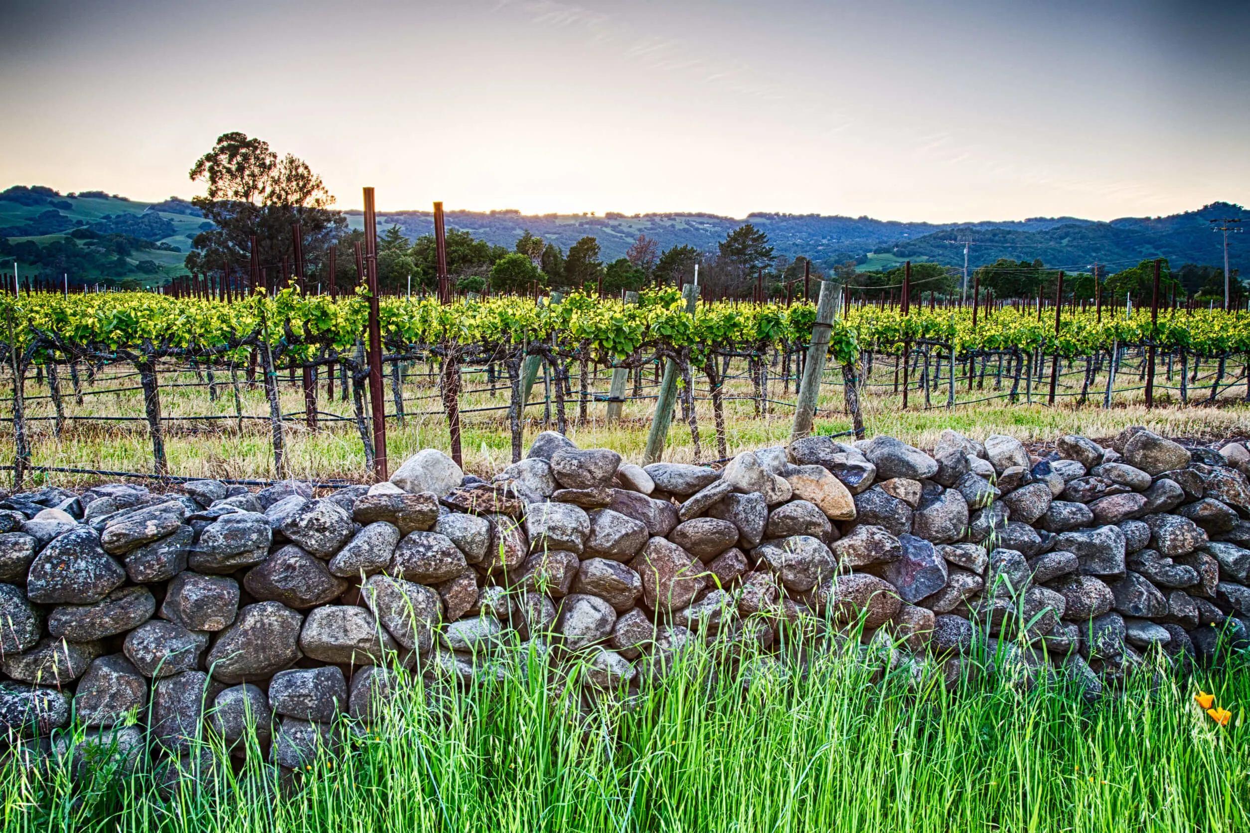 Sunset over vineyards in California's wine country. Sonoma county, California