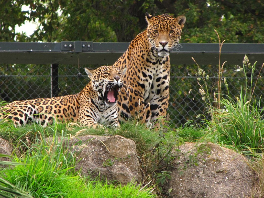 19 Best & Biggest Zoos in the World in 2021