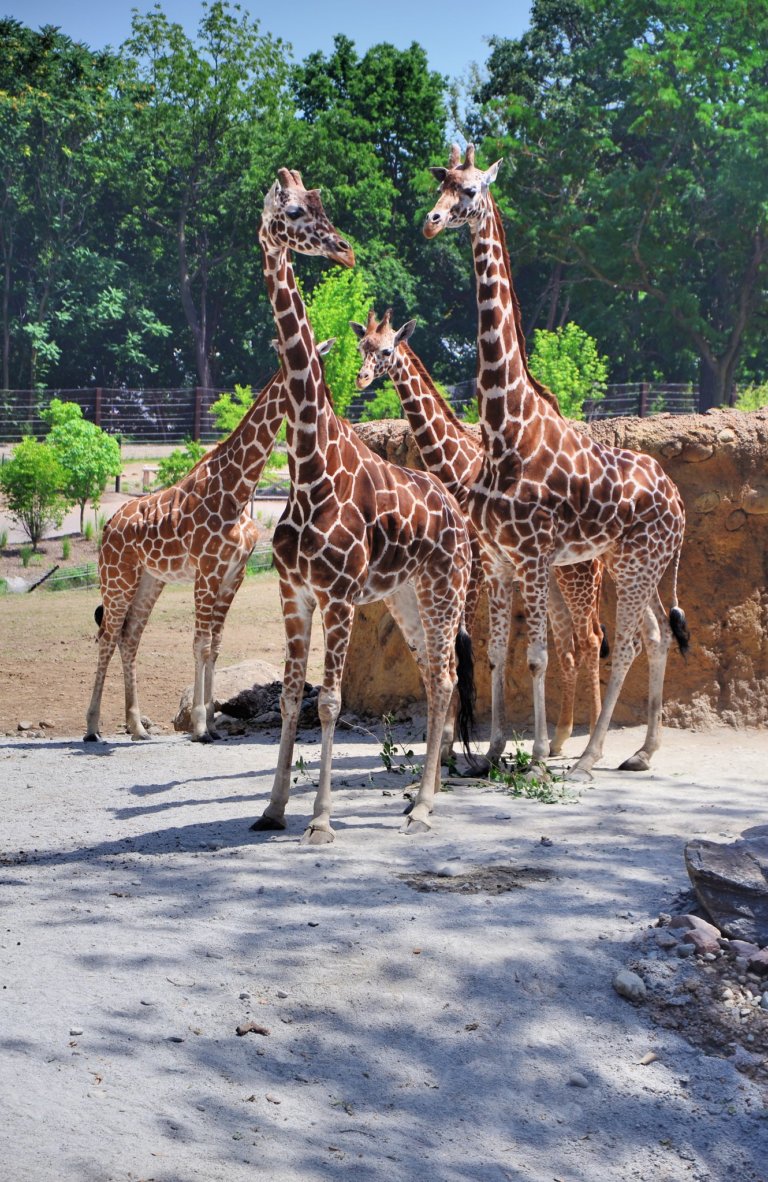19 Best & Biggest Zoos in the World for 2024