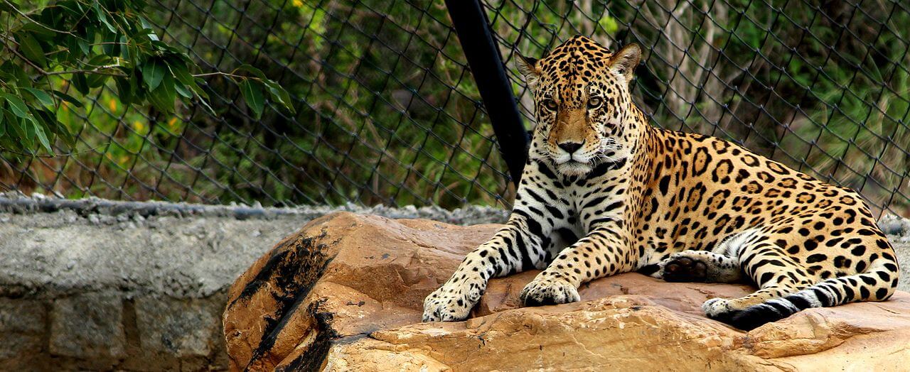 19 Best & Biggest Zoos in the World for 2023