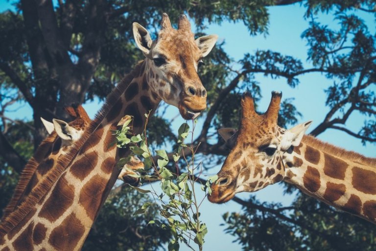 19-best-biggest-zoos-in-the-world-in-2021