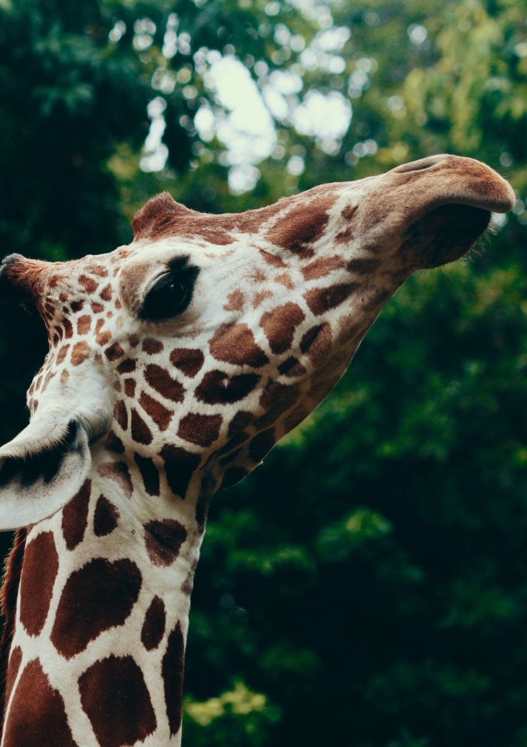 19 Best & Biggest Zoos in the World in 2021