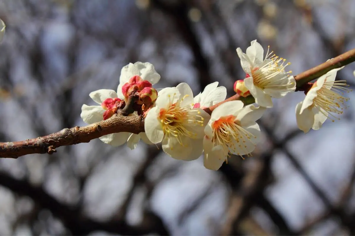 february festivals