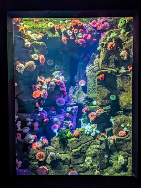aquarium in toronto 