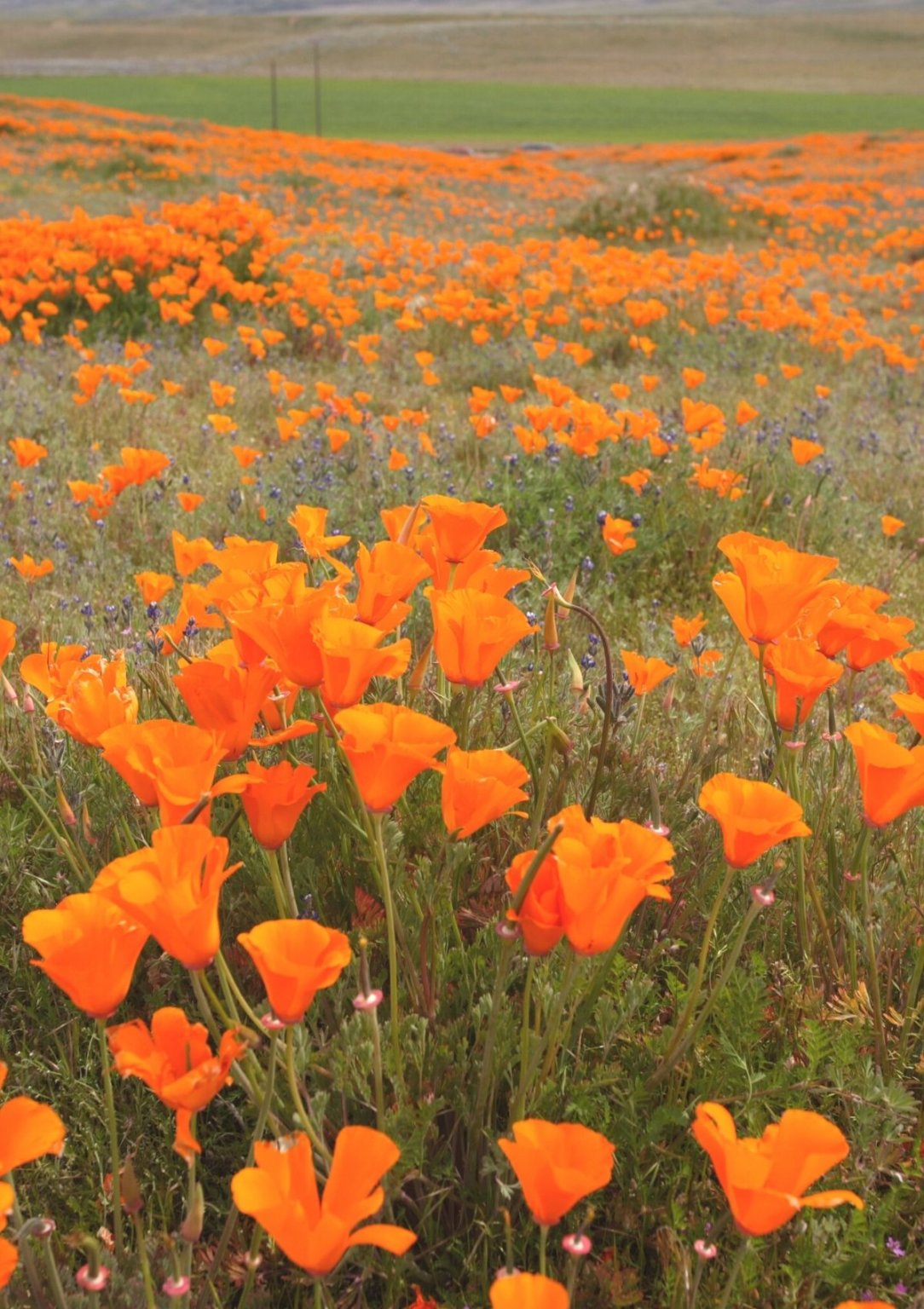 10 Stunning Flower Festivals Around the World to Visit in 2024