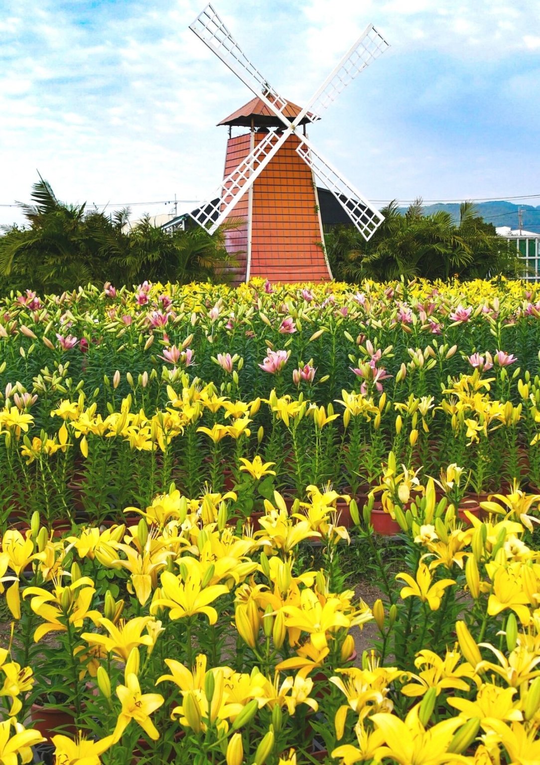 10 Stunning Flower Festivals Around the World to Visit in 2024