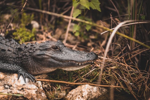 A crocodile laying in wait in the Everglades National Park. Resting on the rocks, hidden by brush but remaining fully alert. 