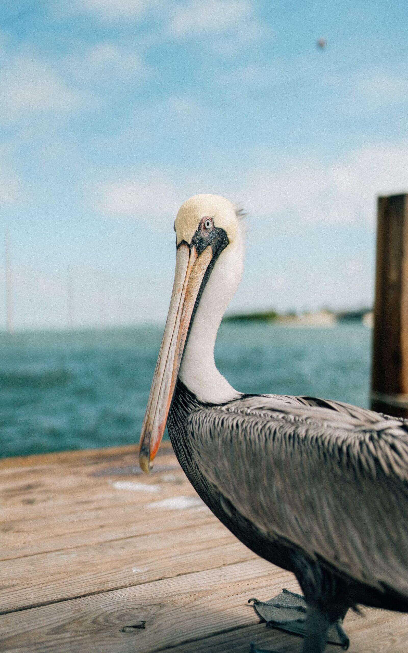 A resident pelican of Islamorada sitting on the end of a pier looking out for its next meal.