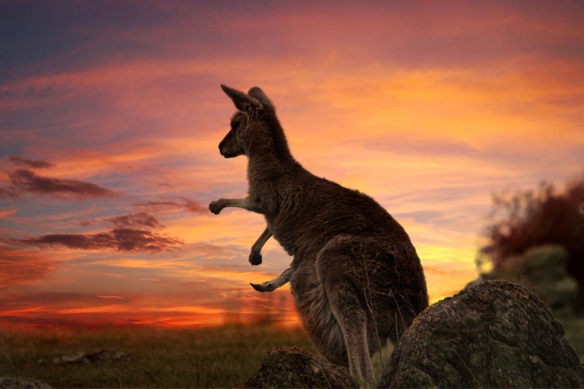 Travel to Australia