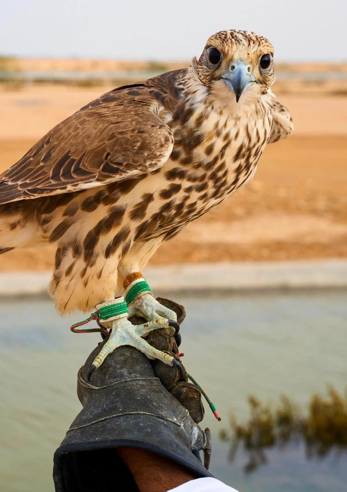 Doha, Qatar Falconry