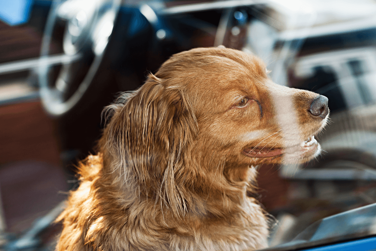 Dog road trip tips