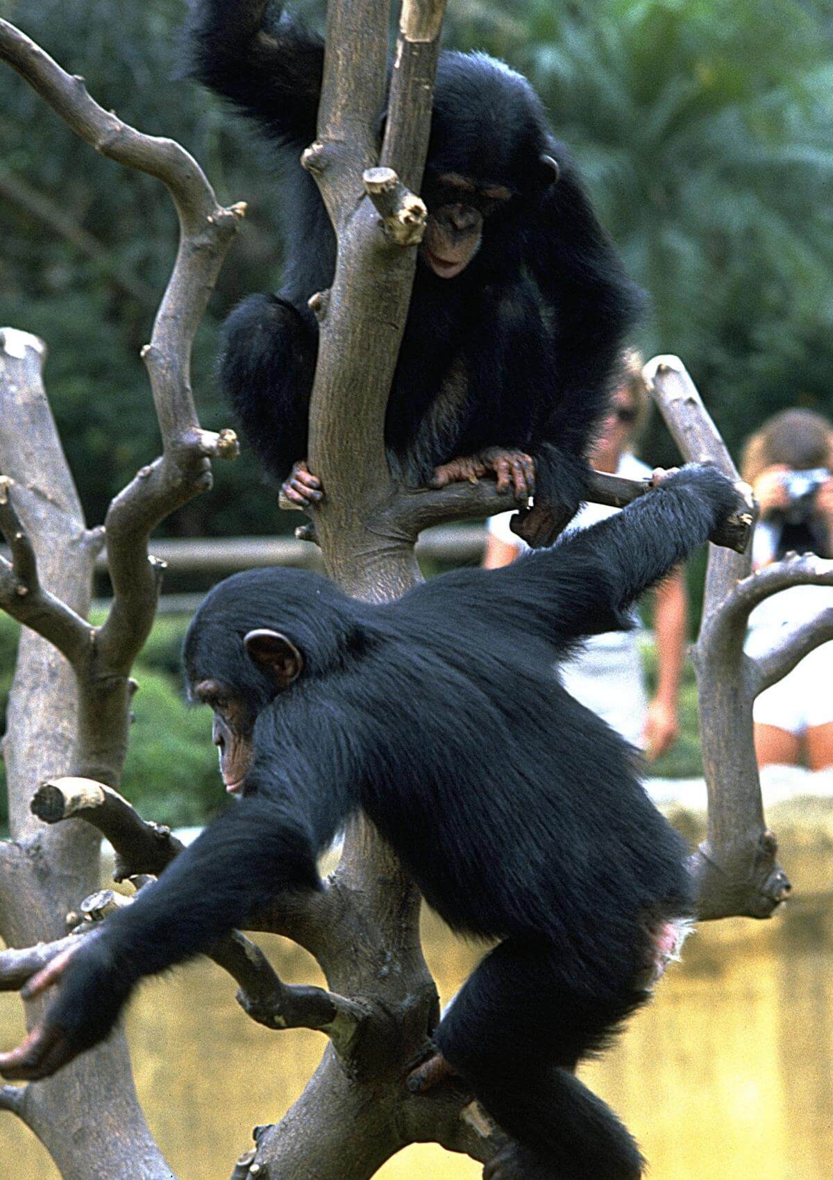 zoo monkeys