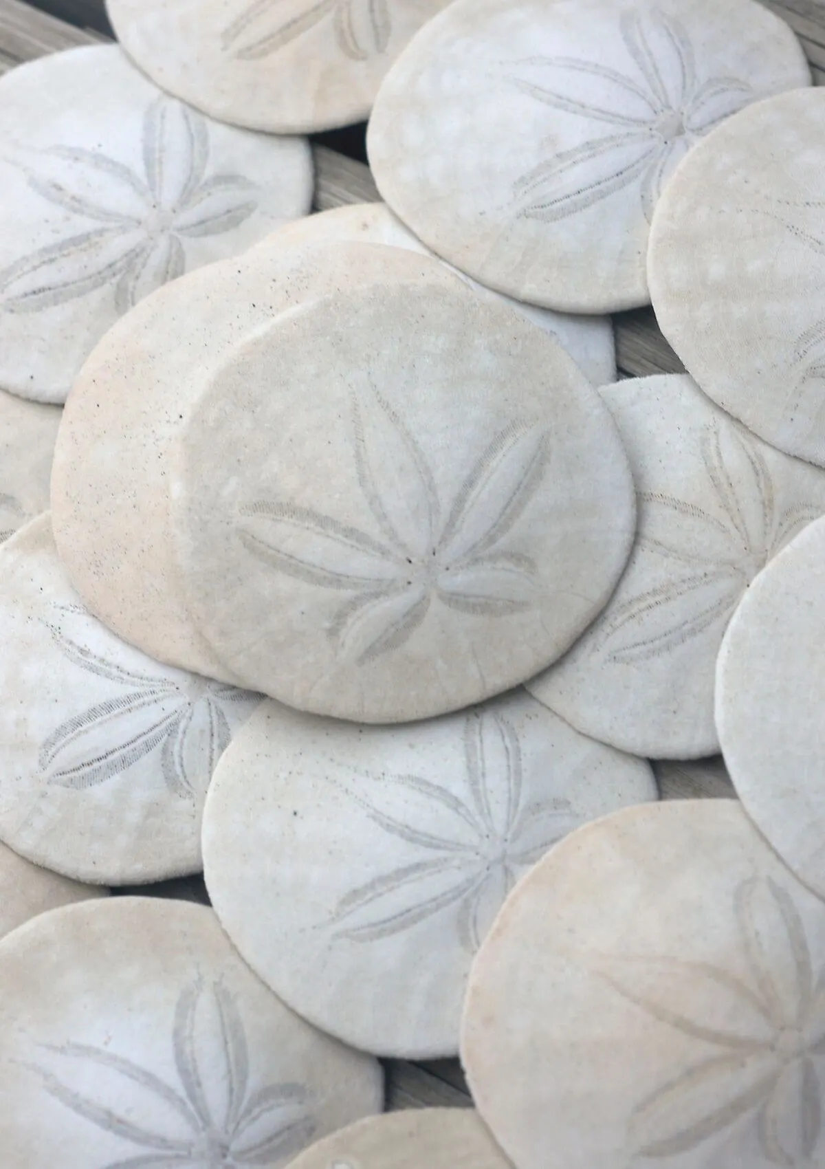Sand dollars souvenirs from Florida