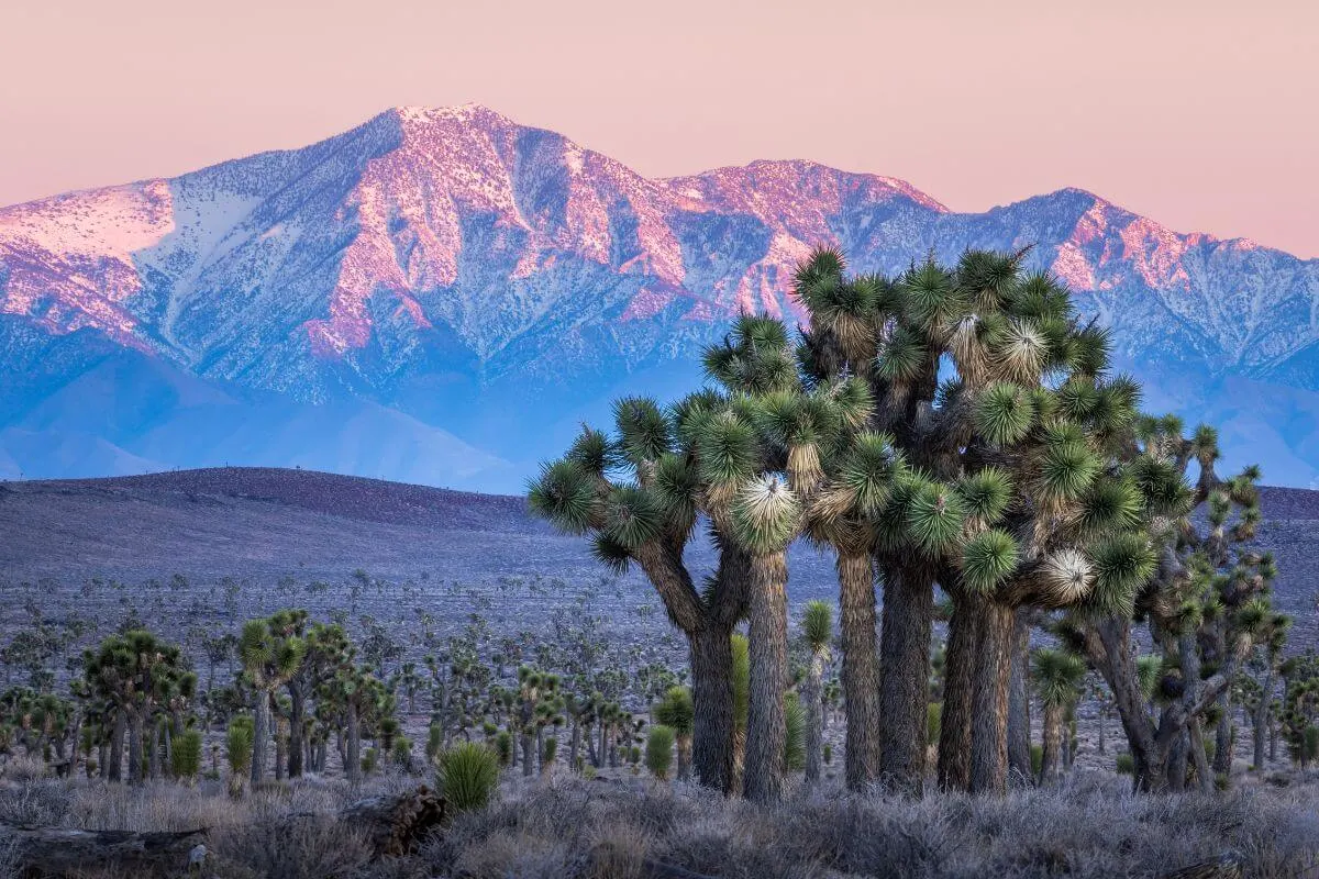 exploring joshua tree 