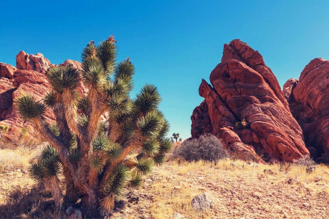 5 Amazing Stops on a Las Vegas to Joshua Tree Road Trip