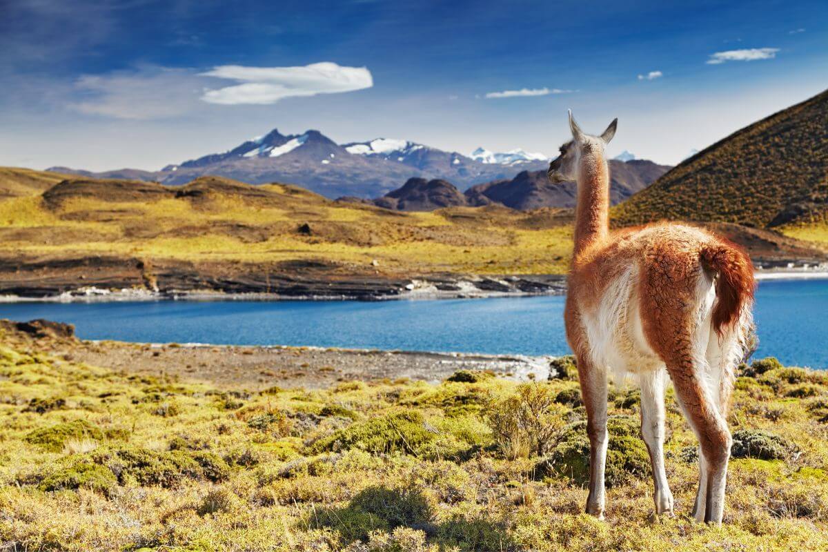 Argentina’s Southern Frontier: Exploring the Wilds of Patagonia
