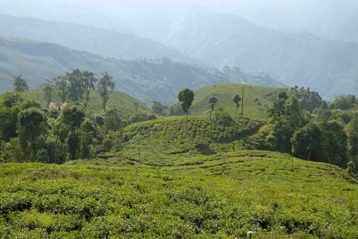 india darjeeling tea garden