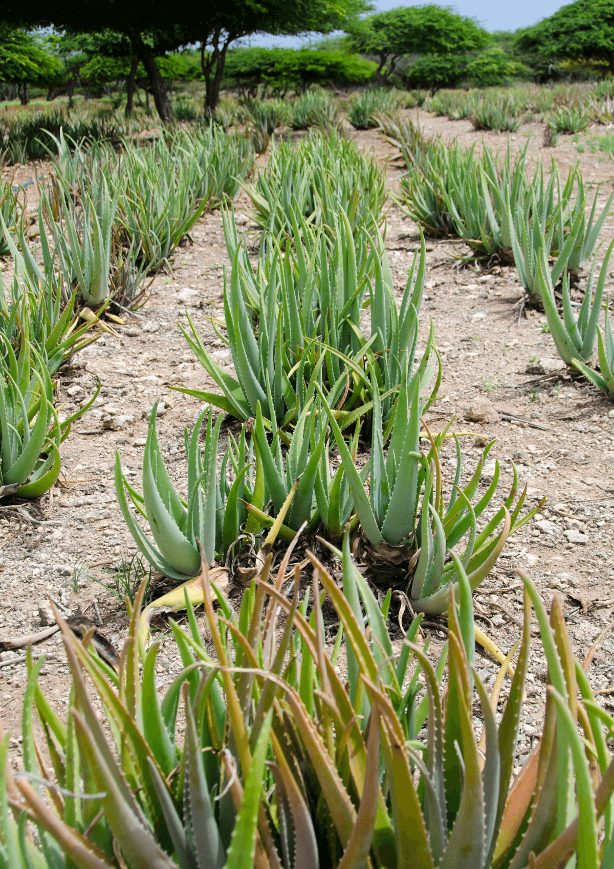 aloe vera plantation in Aruba