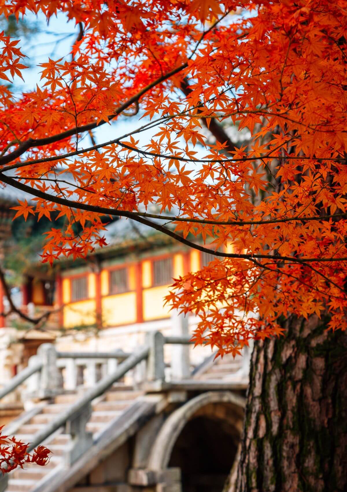 Autumn Gyeongju