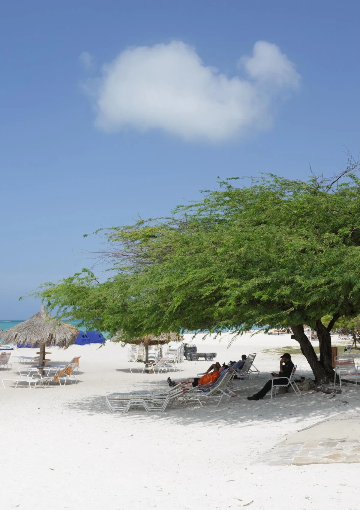 Divi Divi tree on a beach in Aruba