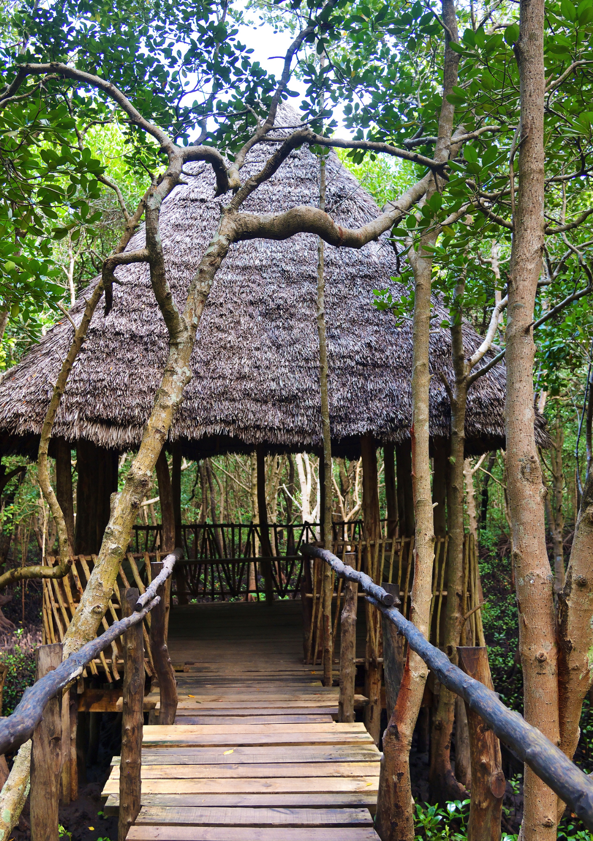 Mangrove Forest in Zanzibar