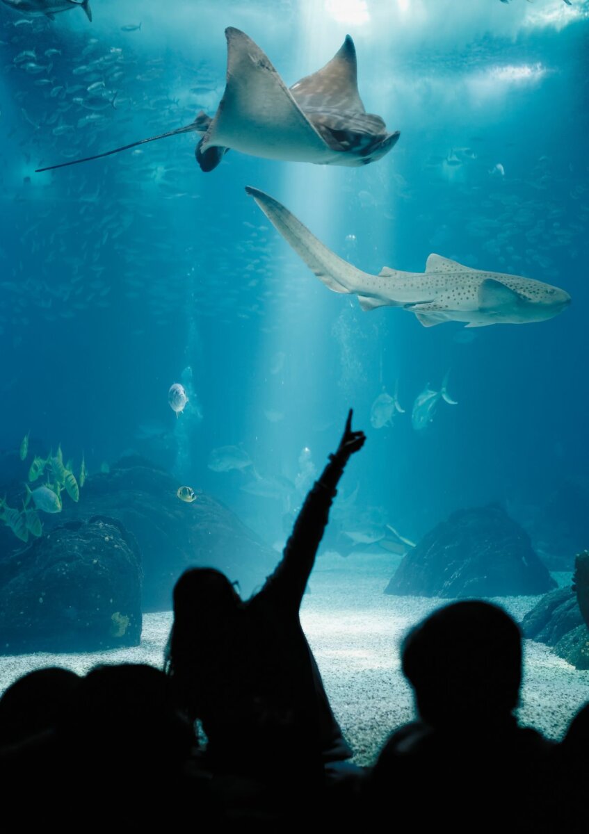 13 Biggest Aquariums in Europe to See Underwater