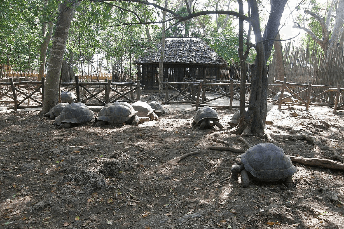  Aldabra giant tortoises at Prison Island Zanzibar