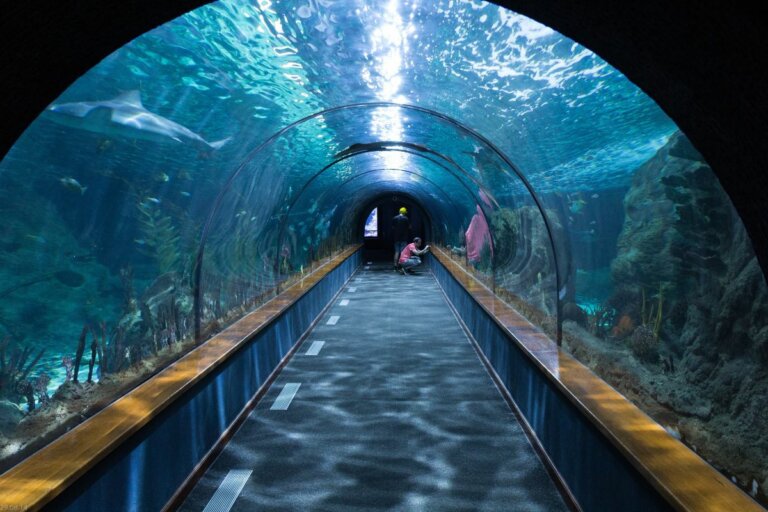 13 Biggest Aquariums in Europe to See Underwater