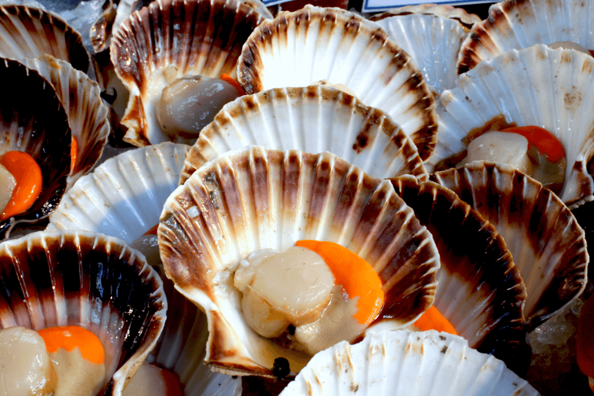 Fête de la Coquille St. Jacques is a March festival in France dedicated to scallops.
