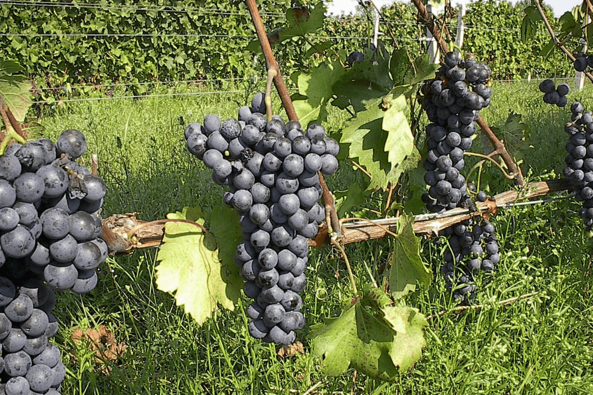 Agiorgitiko grapes make for local Greek wines, which are top souvenirs from Athens