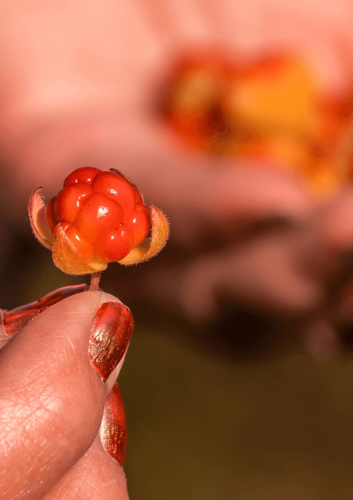 cloudberry picking in Finland provides great souvenir ideas