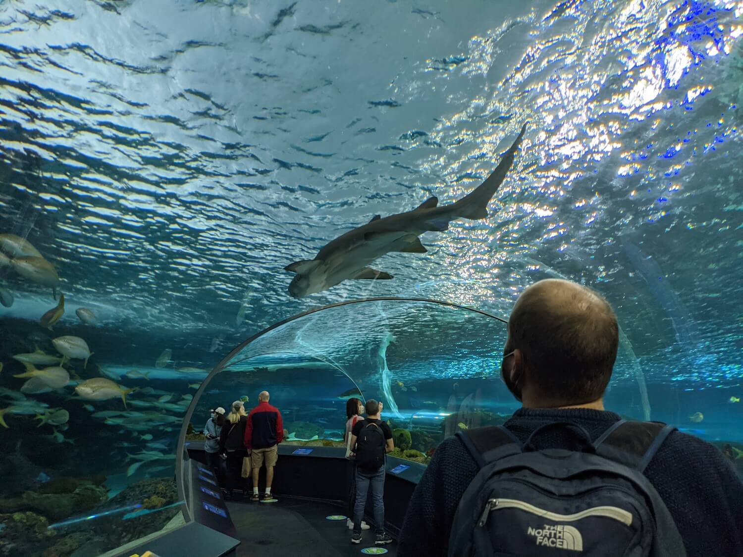 people looking at a fish tank