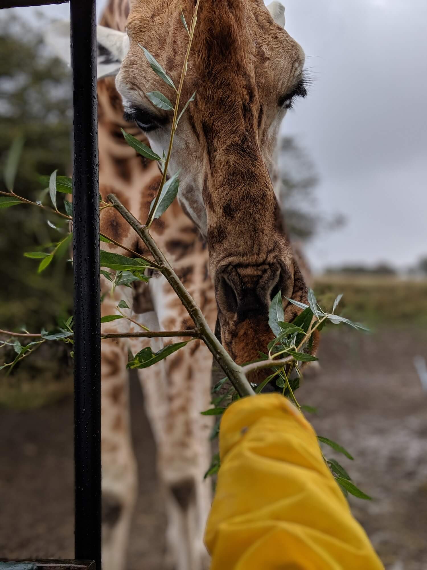 Giraffe Port Lympne