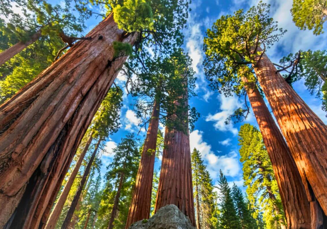 Towering sequoias under a blue sky