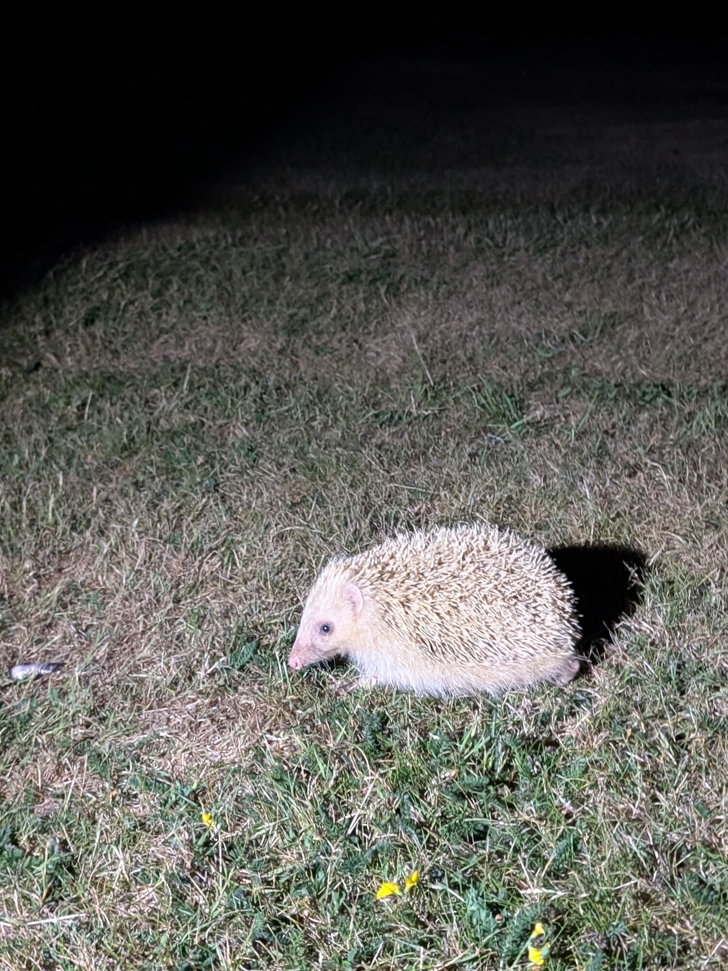 a hedgehog in the grass