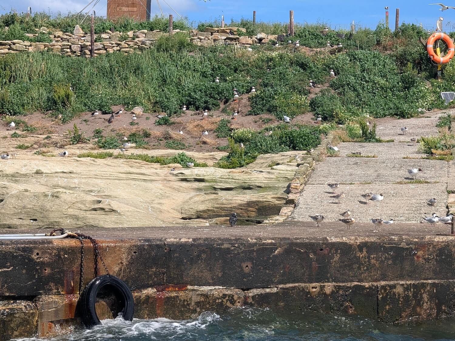 Seeing the puffins in Northumberland